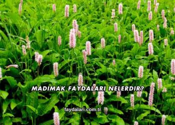 Madımak Faydaları Nelerdir?