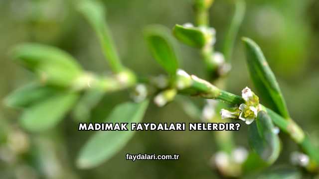 Madımak Faydaları Nelerdir?