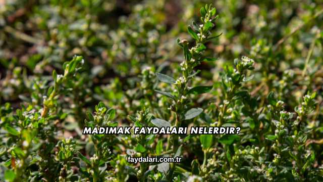 Madımak Faydaları Nelerdir?