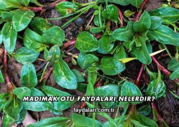 Madımak Otu Faydaları Nelerdir?
