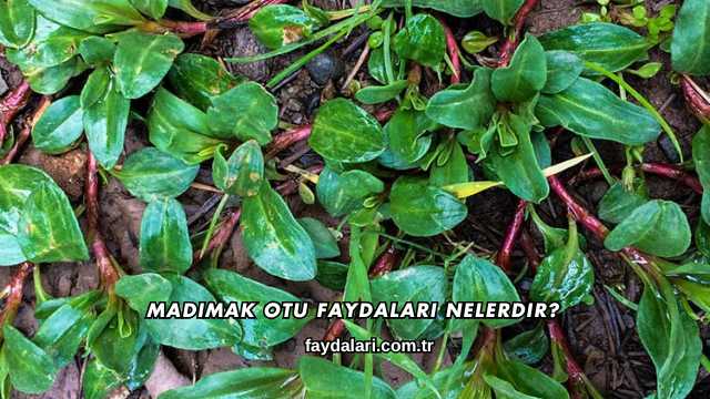 Madımak Otu Faydaları Nelerdir?