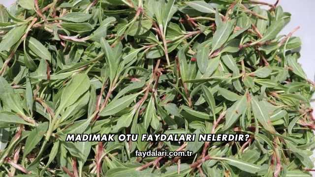 Madımak Otu Faydaları Nelerdir?