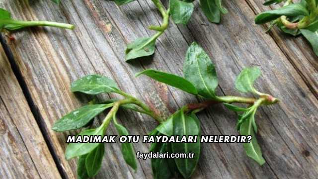 Madımak Otu Faydaları Nelerdir?
