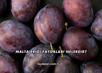 Malta Eriği Faydaları Nelerdir?