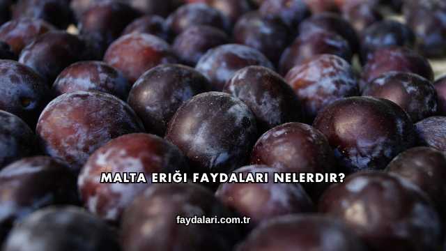 Malta Eriği Faydaları Nelerdir?