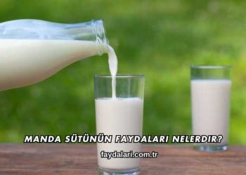 Manda Sütünün Faydaları Nelerdir?