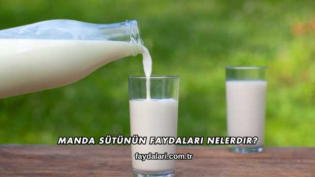 Manda Sütünün Faydaları Nelerdir?