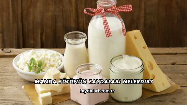 Manda Sütünün Faydaları Nelerdir?