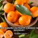 Mandalina Kabuğu Kaynatıp İçmenin Faydaları Nelerdir?