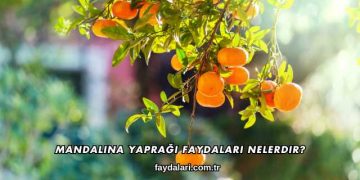 Mandalina Yaprağı Faydaları Nelerdir?