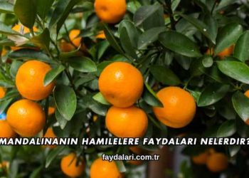 Mandalinanın Hamilelere Faydaları Nelerdir?