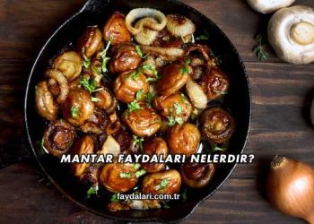 Mantar Faydaları Nelerdir?