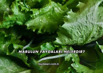 Marulun Faydaları Nelerdir?