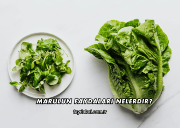 Marulun Faydaları Nelerdir?