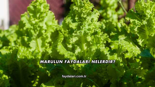 Marulun Faydaları Nelerdir?