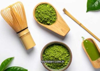 Matcha Tozu Faydaları Nelerdir?