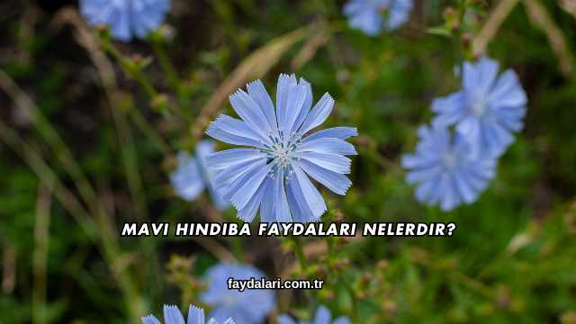 Mavi Hindiba Faydaları Nelerdir?