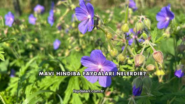 Mavi Hindiba Faydaları Nelerdir?