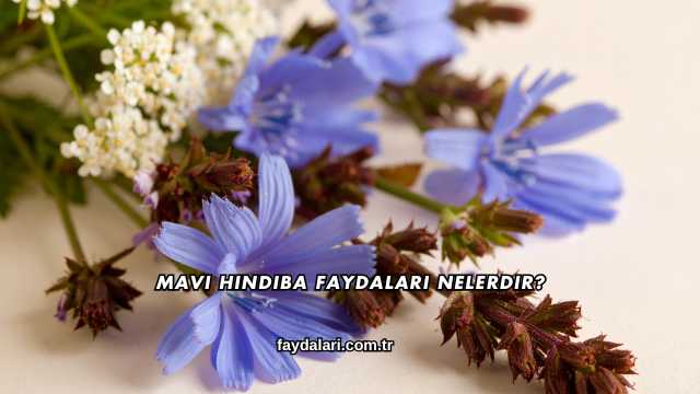Mavi Hindiba Faydaları Nelerdir?