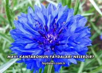 Mavi Kantaronun Faydaları Nelerdir?