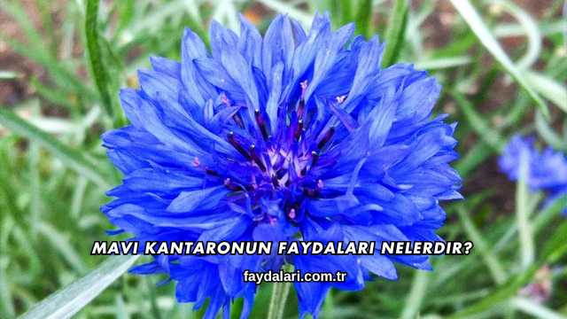 Mavi Kantaronun Faydaları Nelerdir?