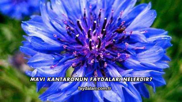 Mavi Kantaronun Faydaları Nelerdir?