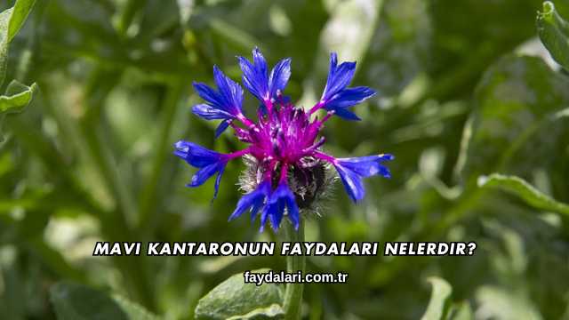 Mavi Kantaronun Faydaları Nelerdir?