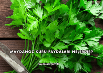 Maydanoz Kürü Faydaları Nelerdir?