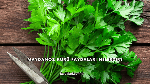 Maydanoz Kürü Faydaları Nelerdir?