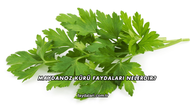Maydanoz Kürü Faydaları Nelerdir?