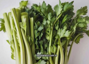 Maydanoz Sapının Faydaları Nelerdir?