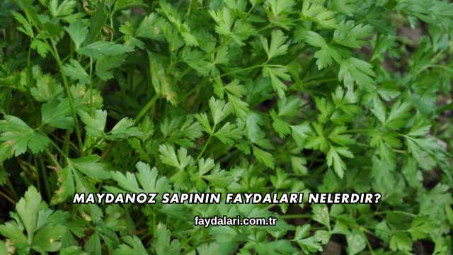 Maydanoz Sapının Faydaları Nelerdir?