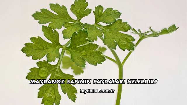 Maydanoz Sapının Faydaları Nelerdir?