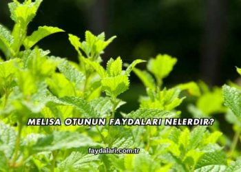Melisa Otunun Faydaları Nelerdir?