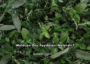 Melocan Otu Faydaları Nelerdir?