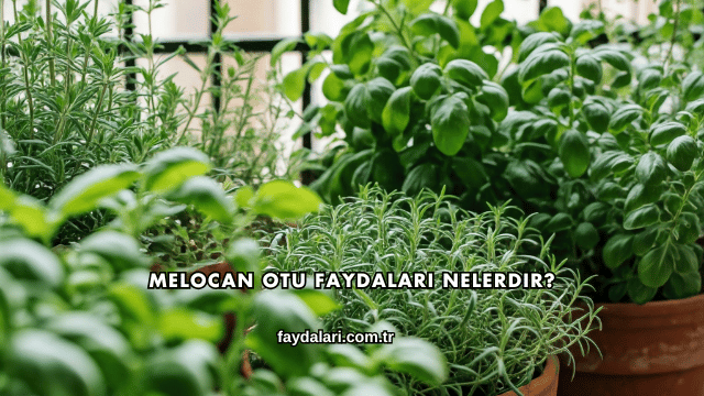 Melocan Otu Faydaları Nelerdir?