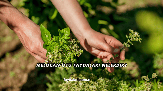 Melocan Otu Faydaları Nelerdir?