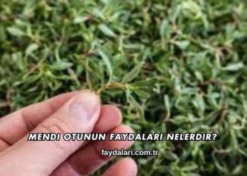 Mendi Otunun Faydaları Nelerdir?