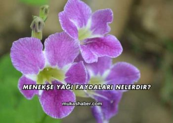 Menekşe Yağı Faydaları Nelerdir?