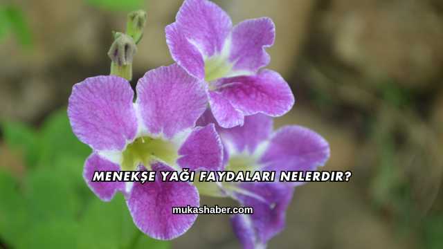 Menekşe Yağı Faydaları Nelerdir?