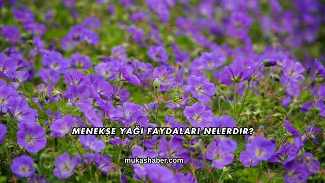 Menekşe Yağı Faydaları Nelerdir?