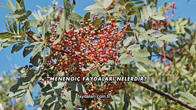 Menengiç Faydaları Nelerdir?