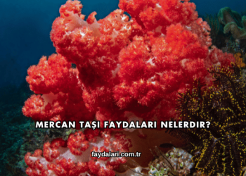 Mercan Taşı Faydaları Nelerdir?