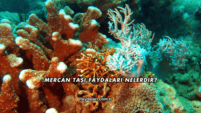 Mercan Taşı Faydaları Nelerdir?