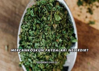 Mercanköşkün Faydaları Nelerdir?