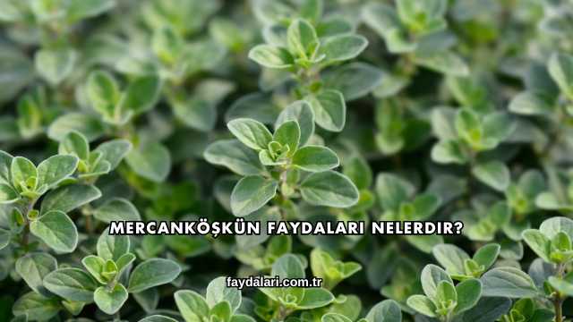 Mercanköşkün Faydaları Nelerdir?