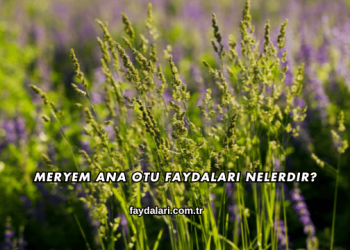 Meryem Ana Otu Faydaları Nelerdir?