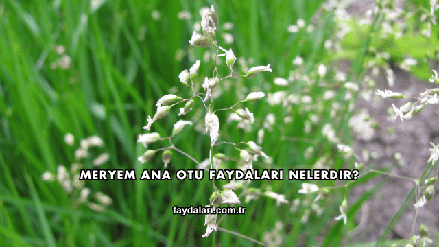 Meryem Ana Otu Faydaları Nelerdir?