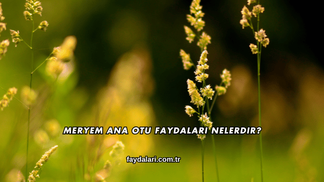 Meryem Ana Otu Faydaları Nelerdir?