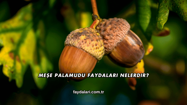 Meşe Palamudu Faydaları Nelerdir?